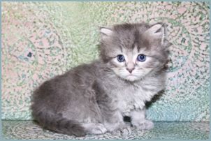 Male Siberian Kitten from Deedlebug Siberian